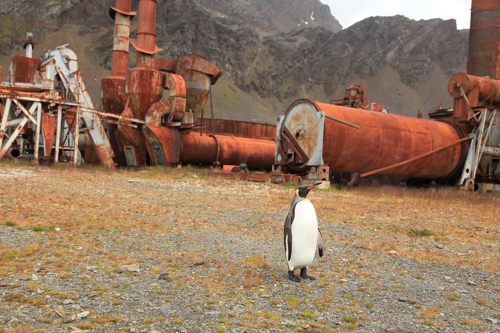 King Penguin at Grytviken Whaling Station
