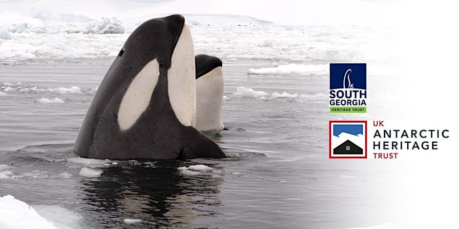Southern Ocean Stories: The Orca's Tale