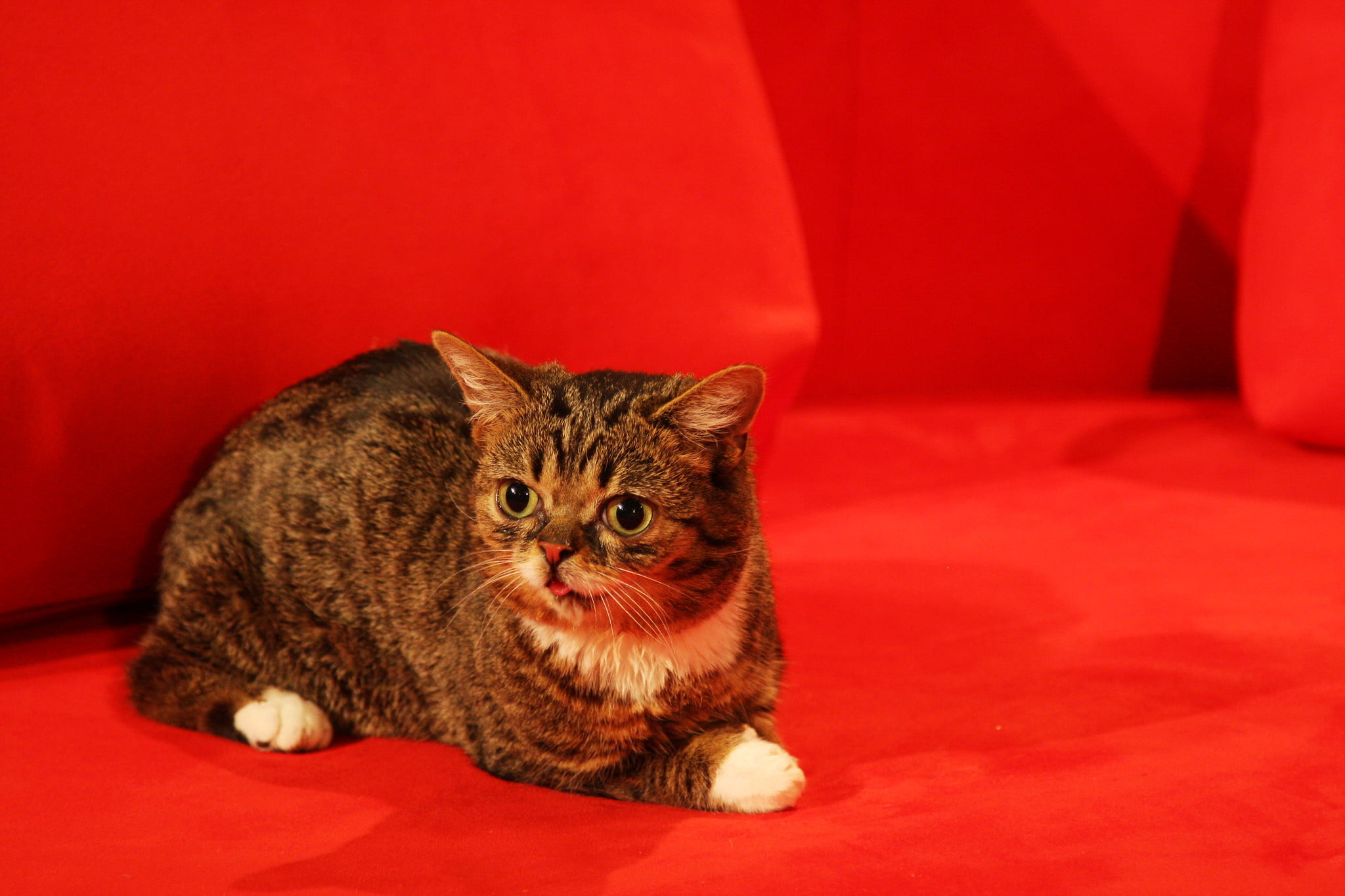 Lil Bub, officially Lil BUB, was an American celebrity cat known for her unique physical appearance. Her photos were first posted to Tumblr in November 2011, before being taken off after being featured on the social news website Reddit.