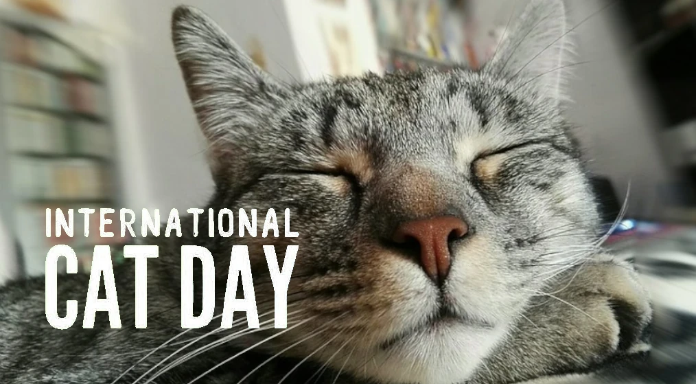 Celebrate International Cat Day 2023 – 10 Famous Cats that made History