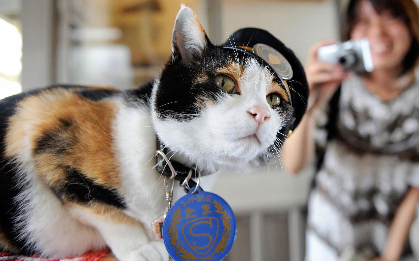 Tama, the Calico Cat​ stationmaster of Kishi Station in Japan