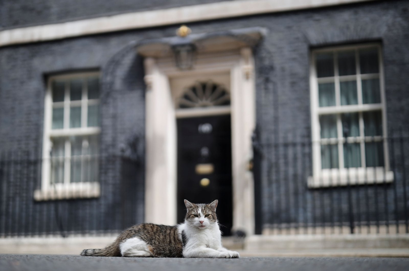 Larry, Chief Mouser at 10 Downing Street