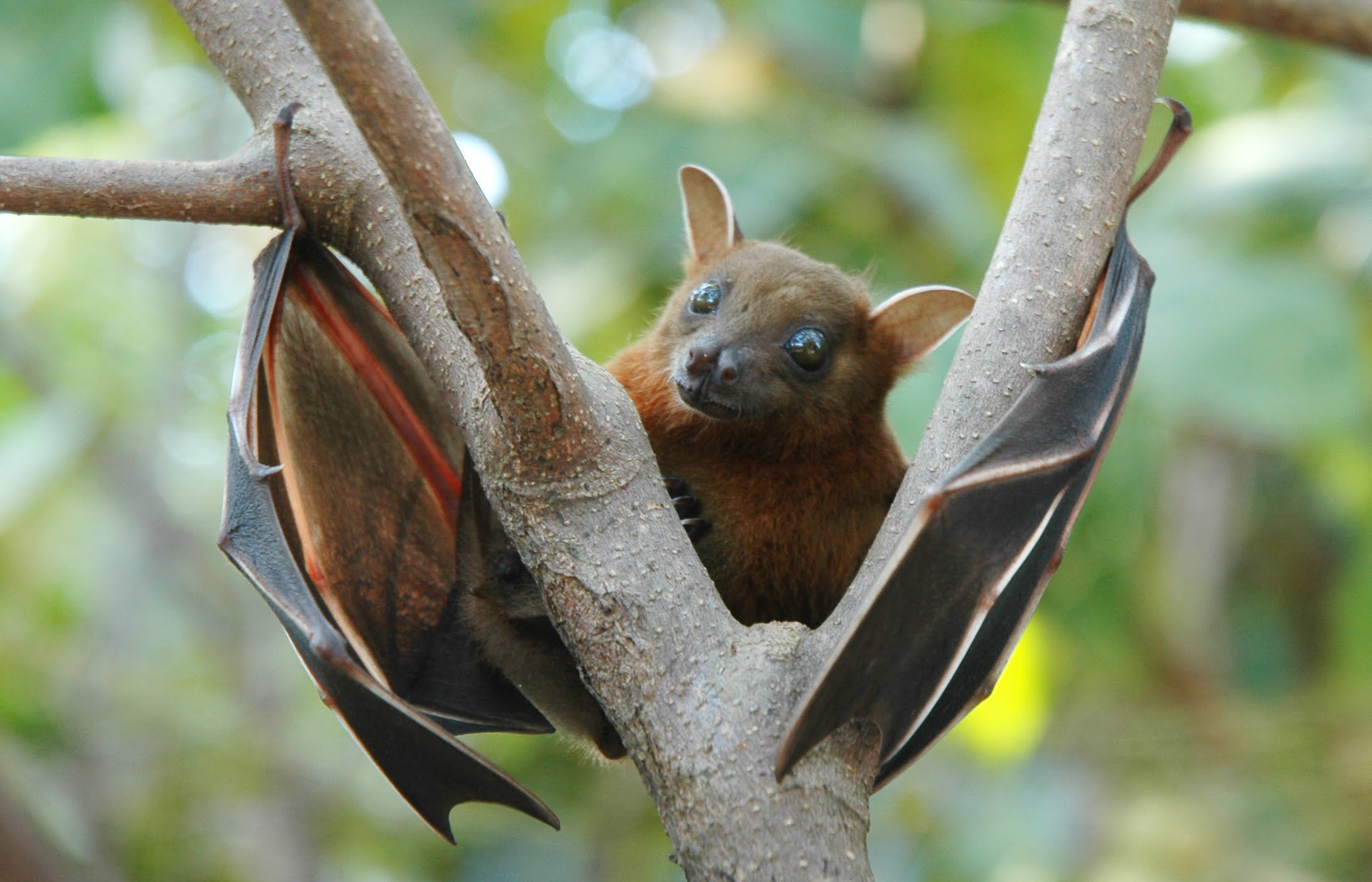 Have you heard these 8 Facts about Bats?