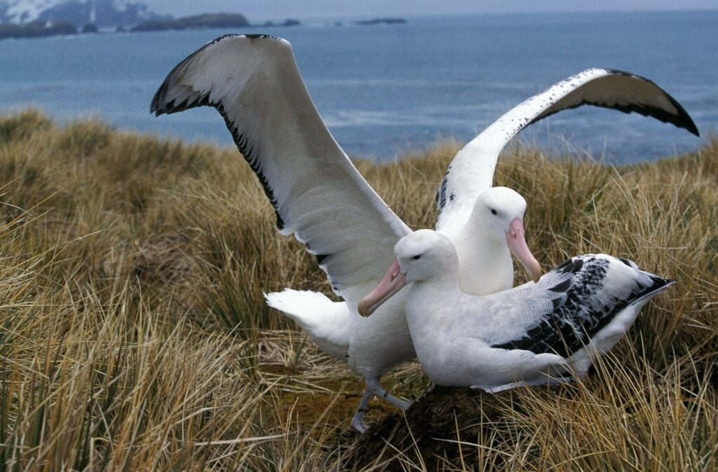 Albatross pair courting, Antarctica