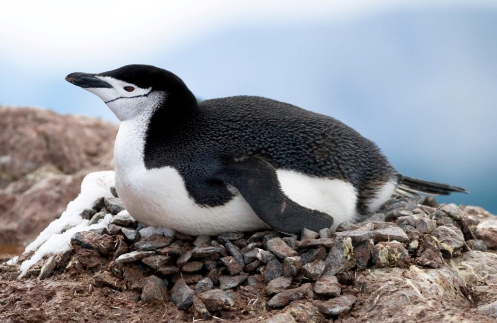 Chinstrap Penguin on their Nest
