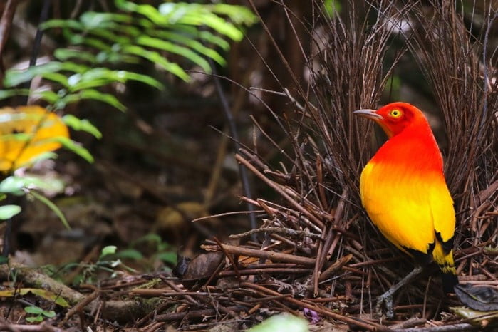 Flame Bowerbird with his elaborate stage