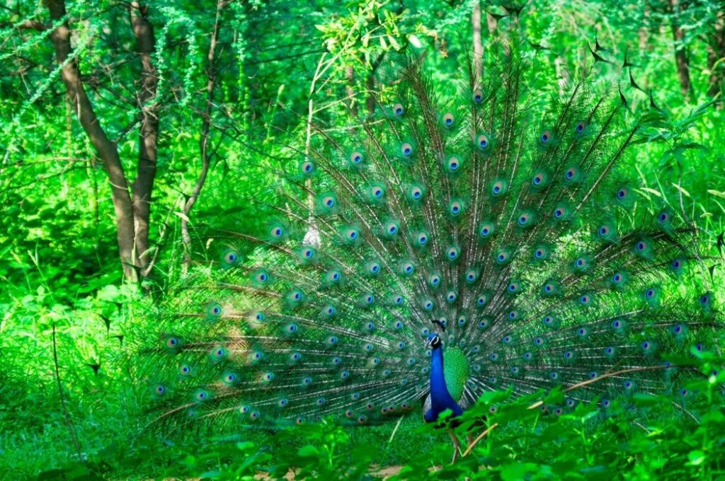 Peacock dancing in the middle of trees in a forest.