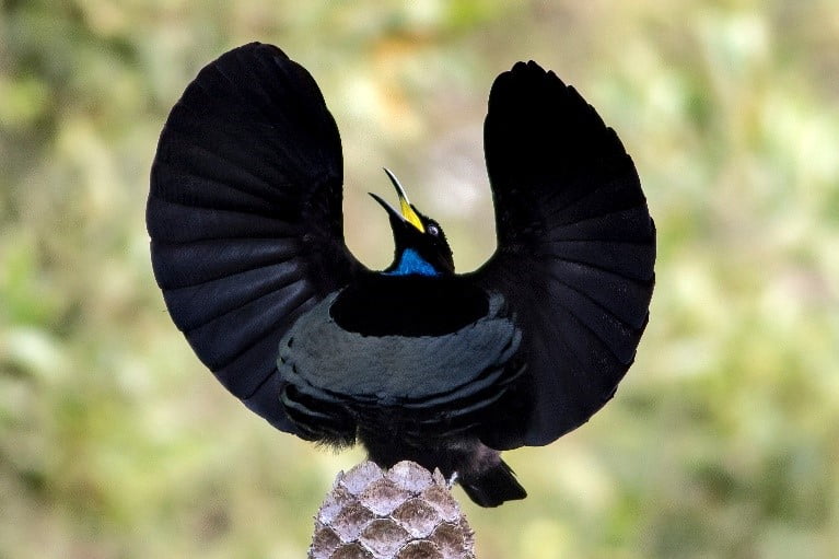 Victoria's Riflebird courtship display