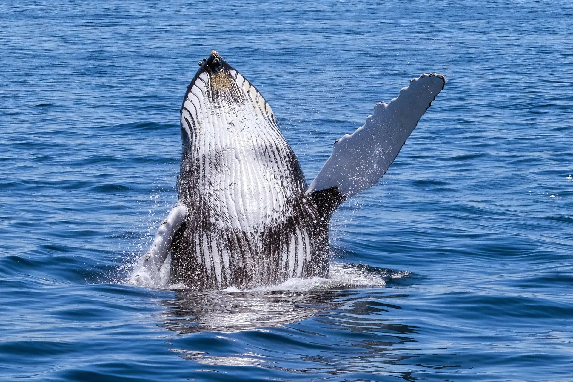 Celebrating World Whale Day – 8 Fascinating Facts About Whales