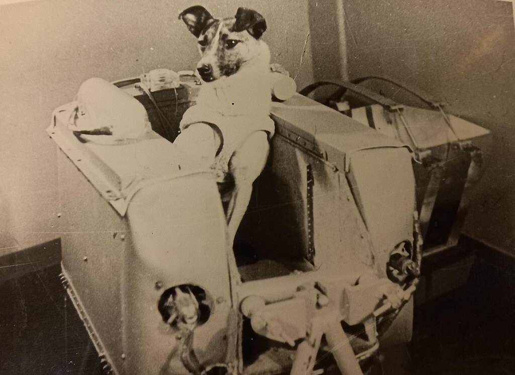 Laika - the dog who has been in space