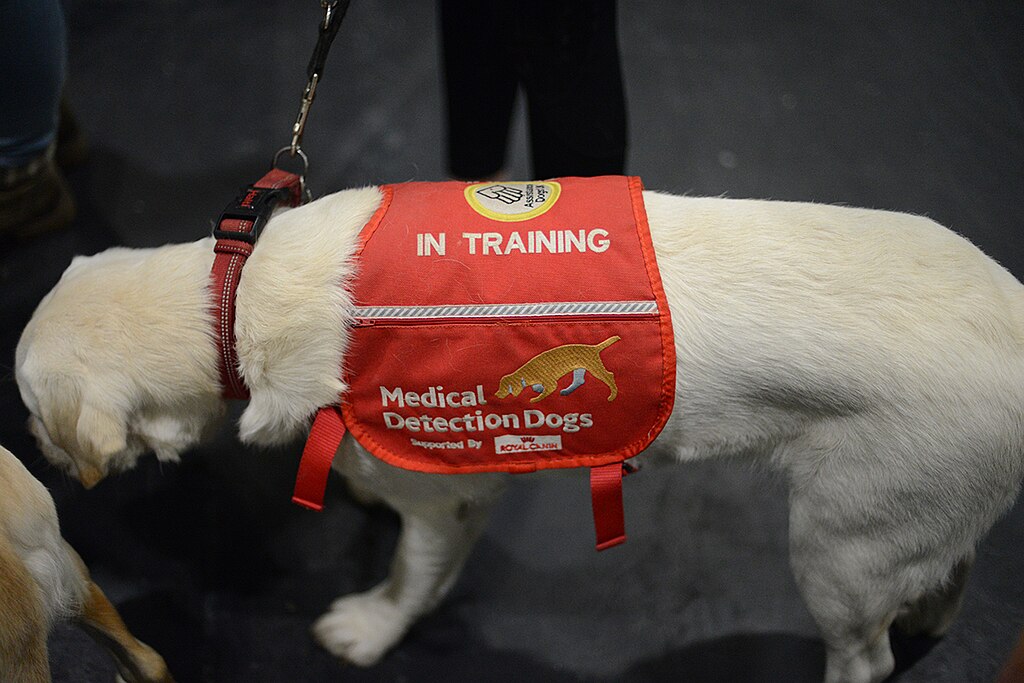 Medical Detection Dog at Discover Dogs convention - Simon King