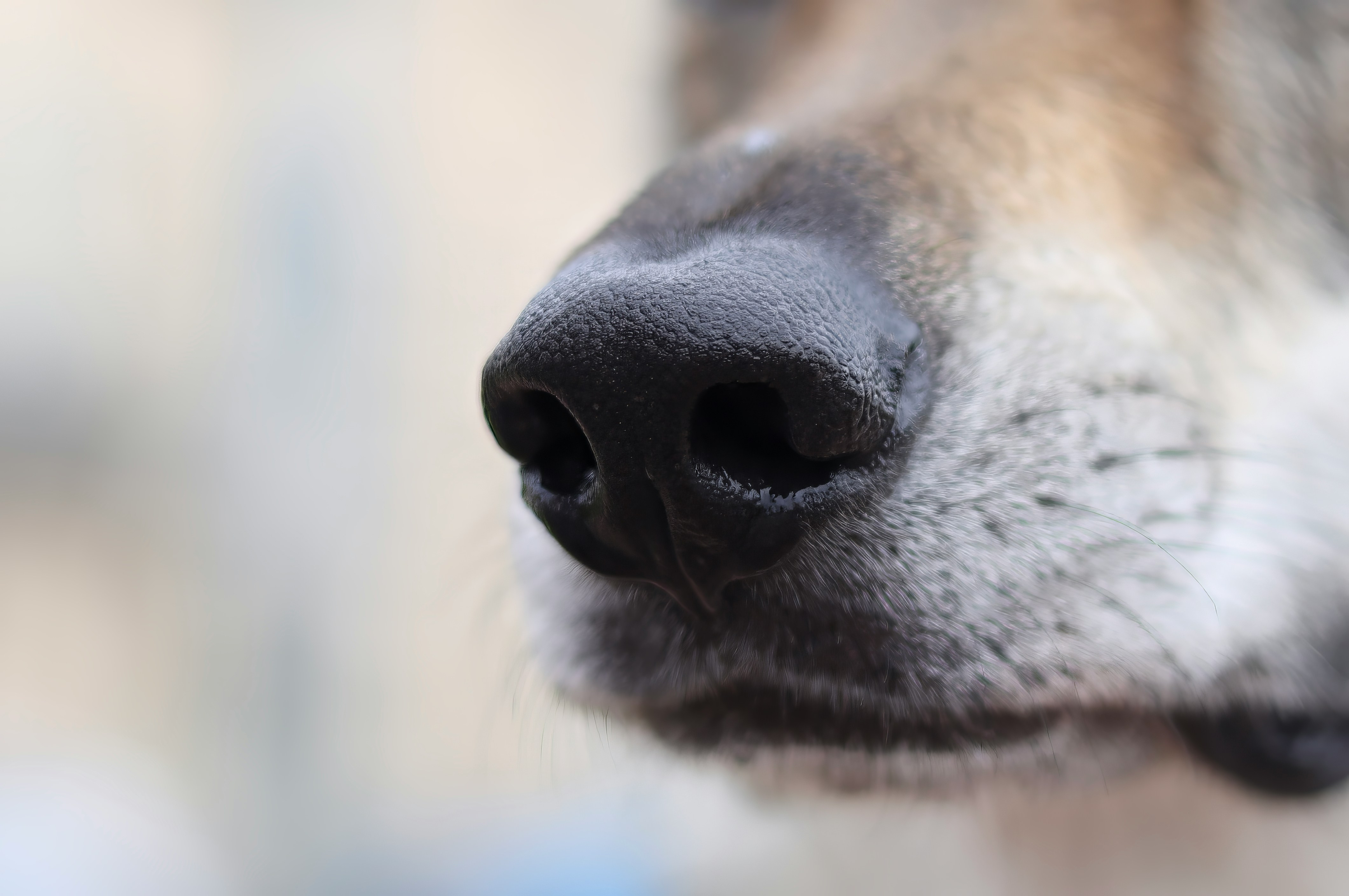 Nose up close - Anastassia Anufrieva