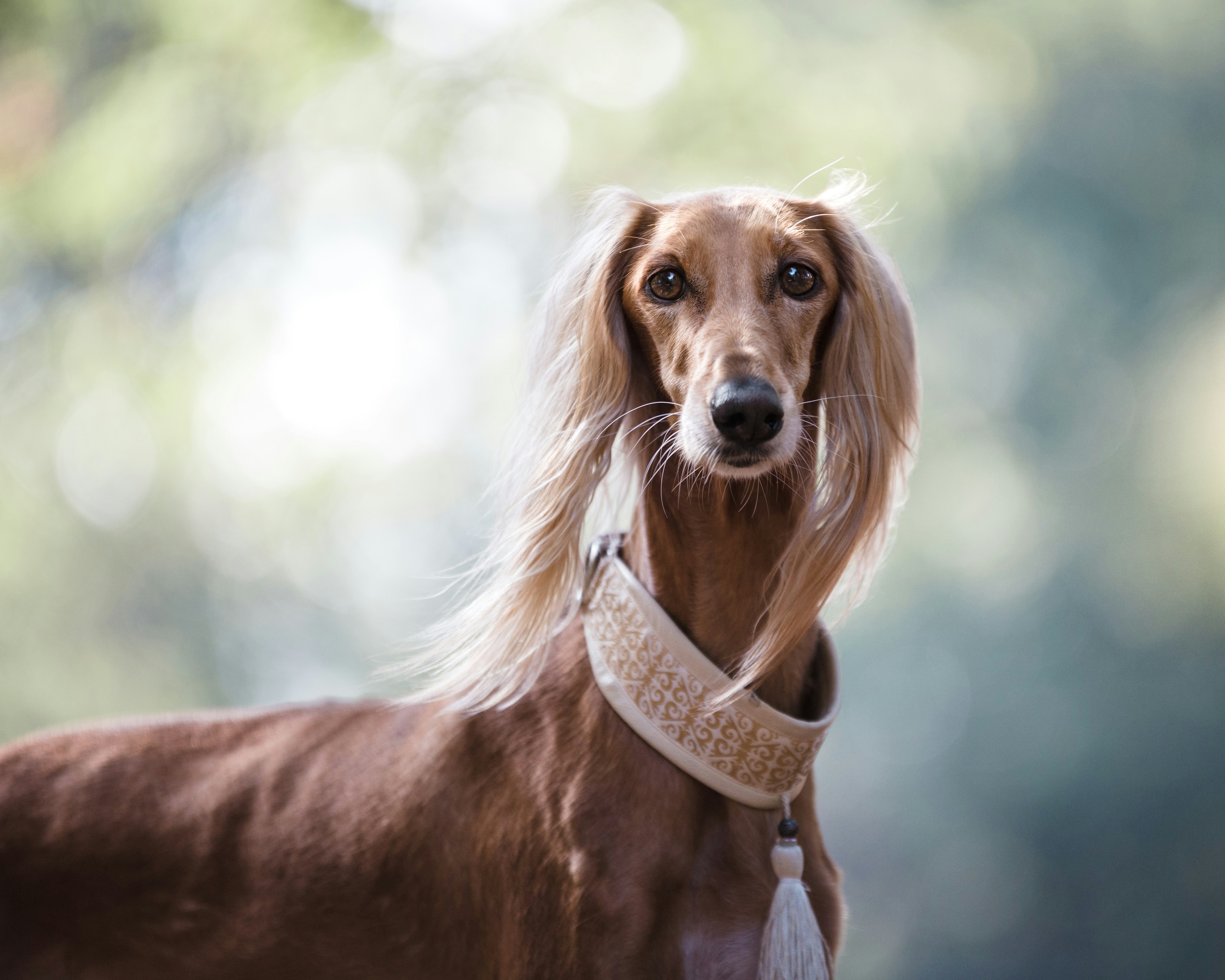 Graceful Saluki - Artem Sapegin