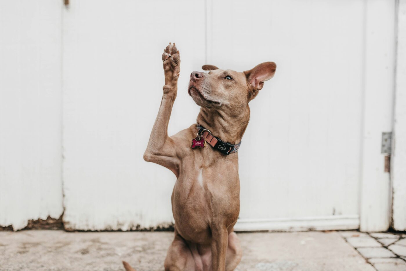 Mia wants treats! - Camylla Battani