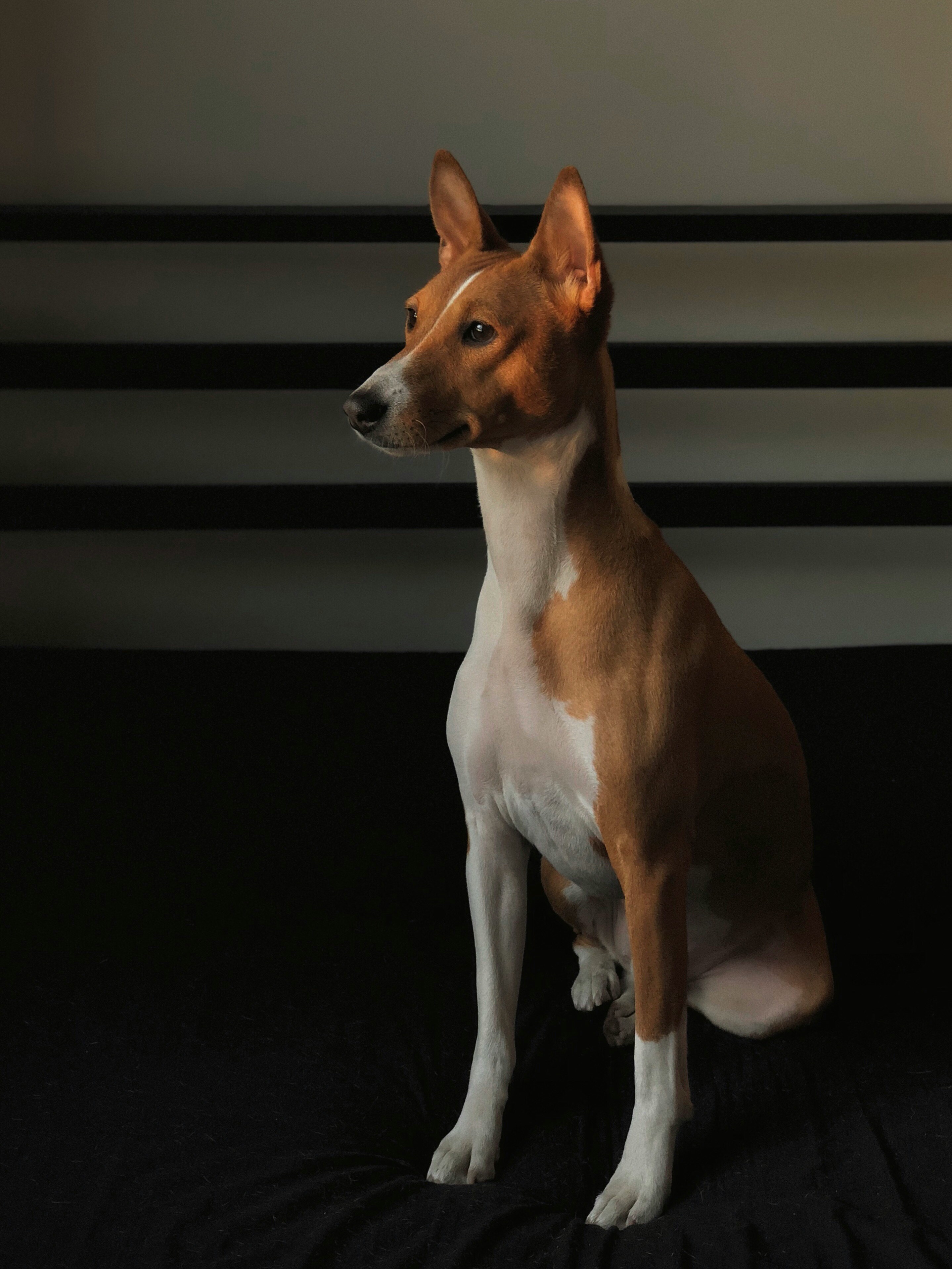 Tan & White Basenji - Edvinas Bruzas