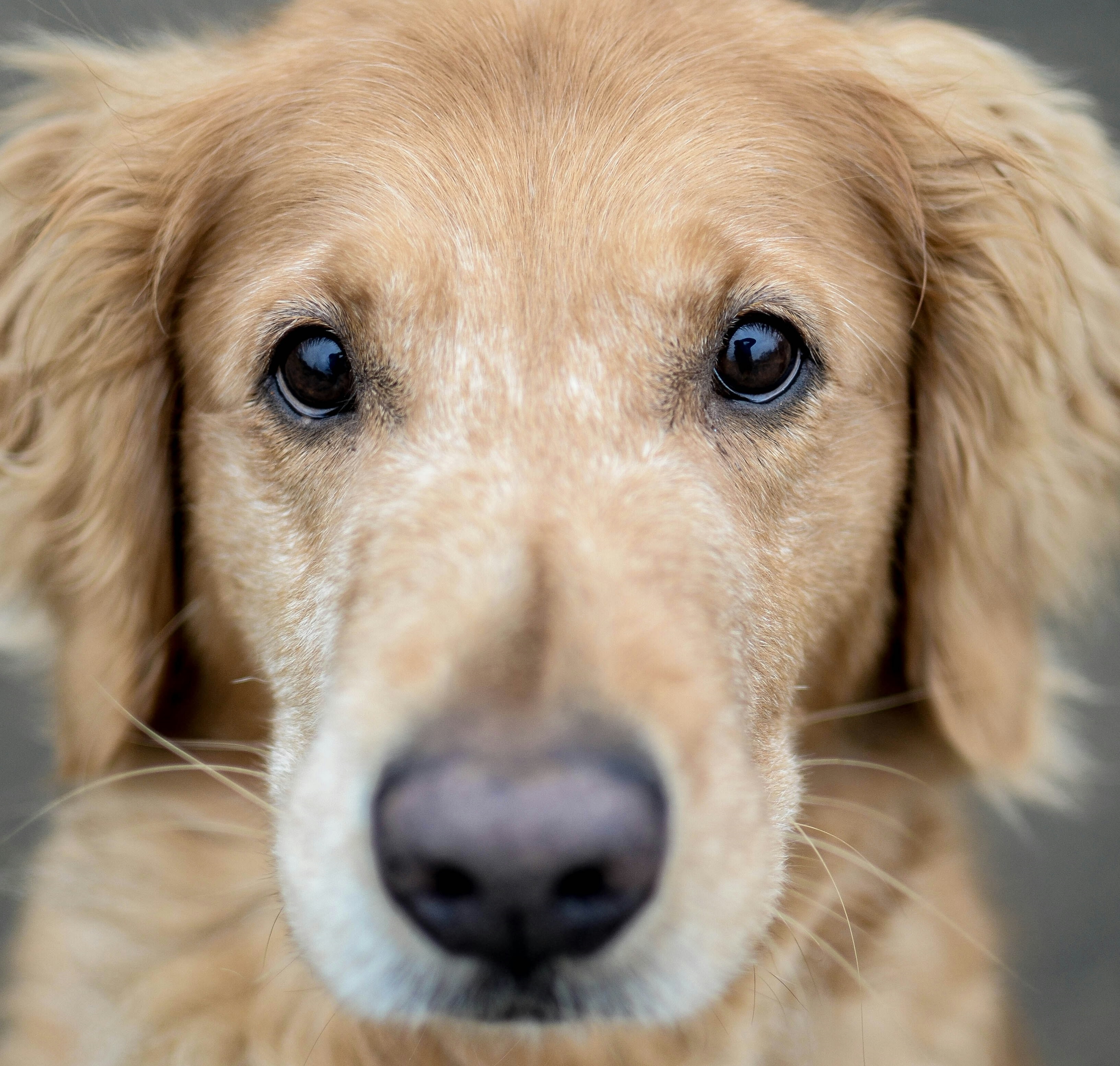 Golden Retriever - Erika Fletcher