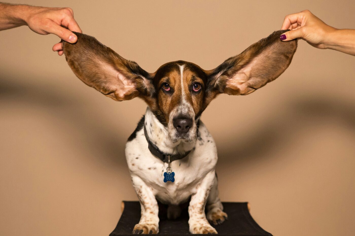 Basset Hounds have incredibly amazing hearing - Kyle Smith