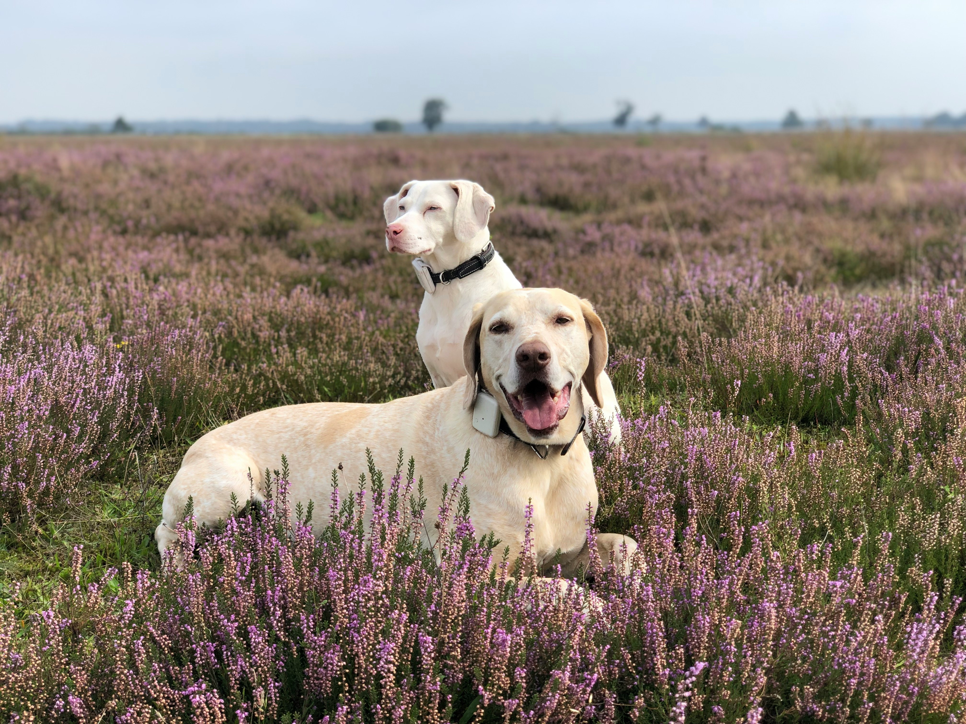 Two dogs are sitting in a field of lavender, Myra Lange