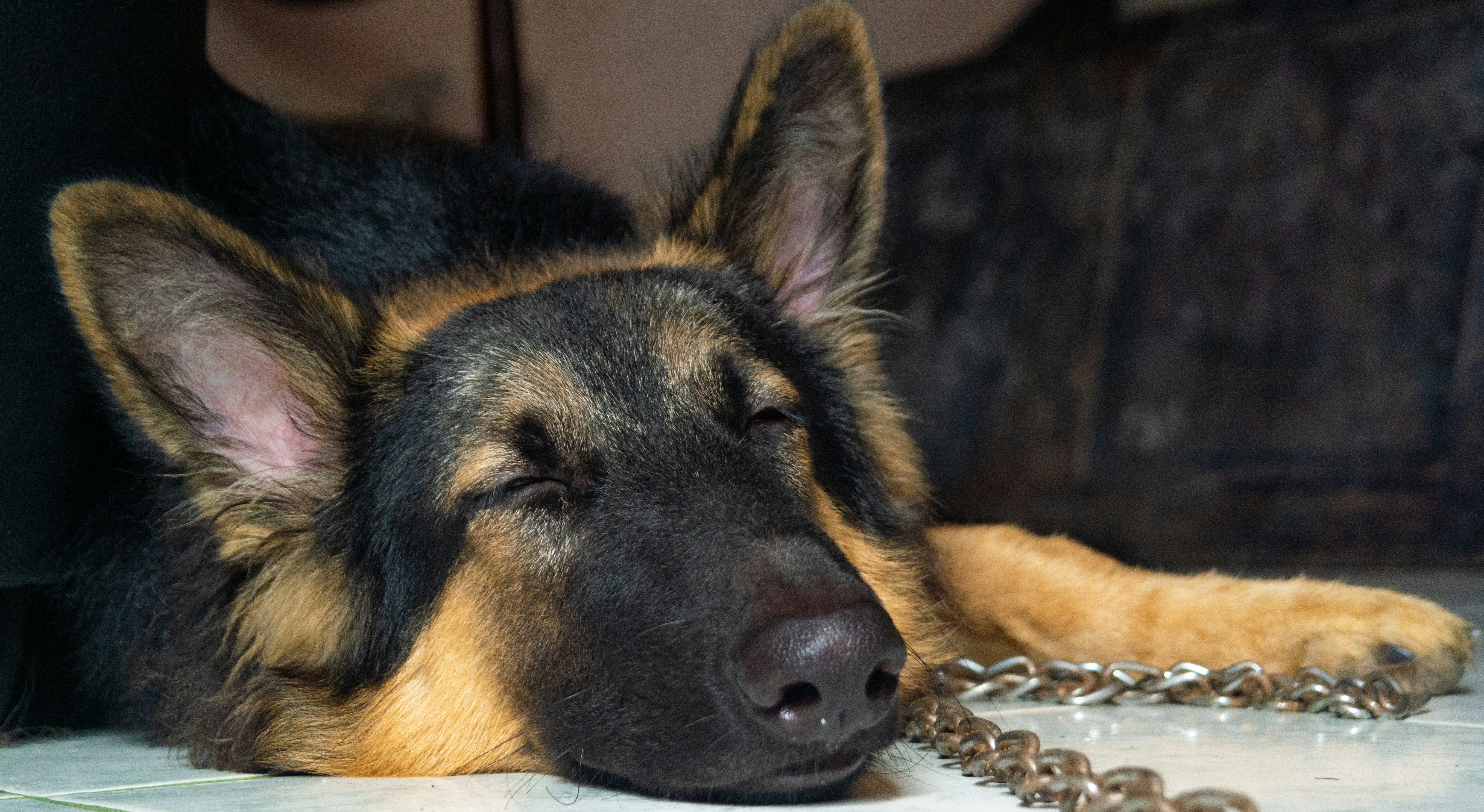 German Shepherd sleeping - Pasan Jayaweera