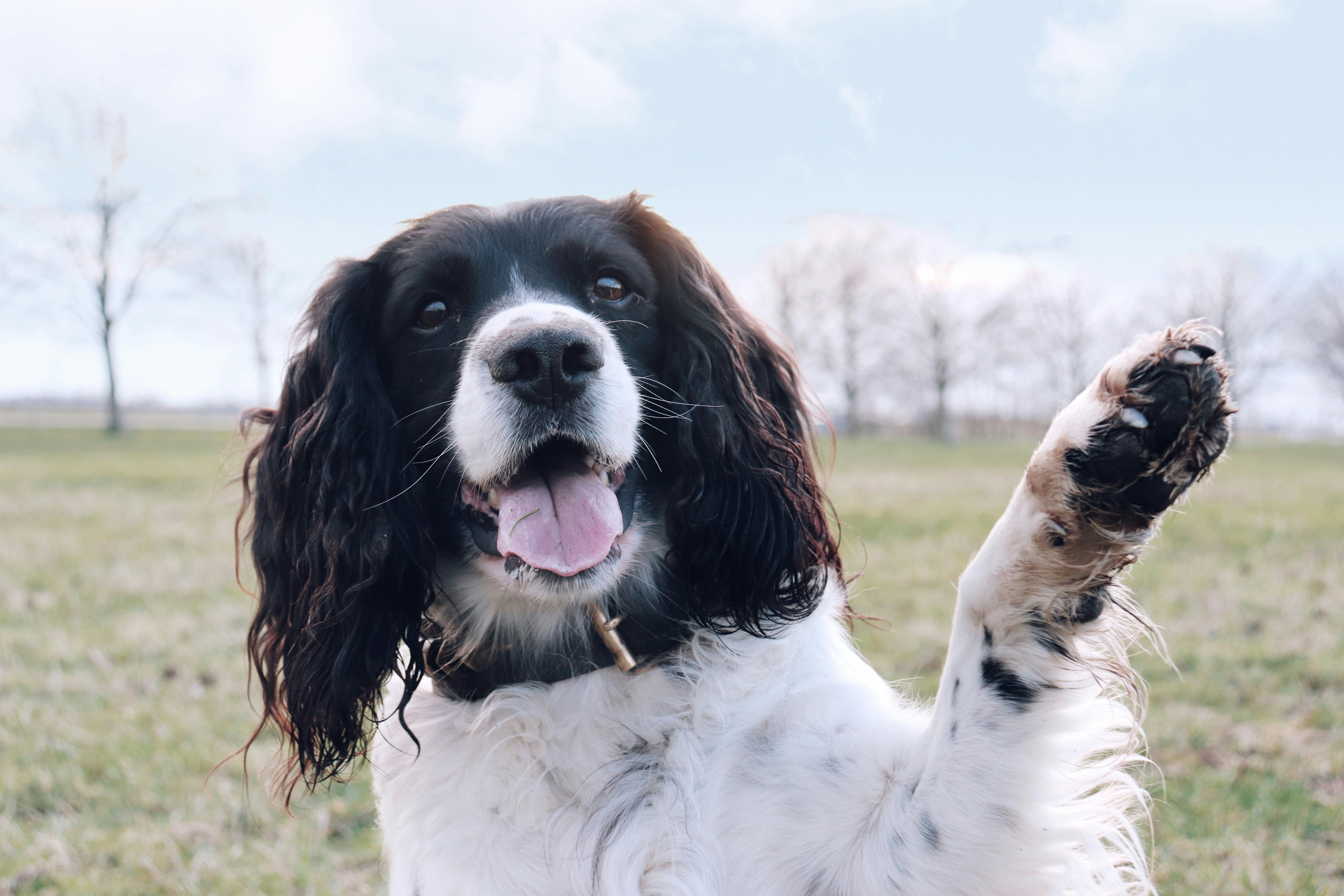 Happy black and white spaniel dog raising a muddy paw in a field — celebrating International Dog Day with Elouise Makes
